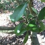 Lithocarpus edulis Levél