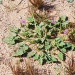 Erodium guttatum Habitus