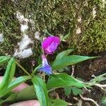 Lathyrus vernusFlower