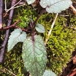 Hemigraphis alternata Blatt