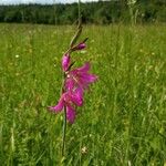 Gladiolus palustrisBlomst