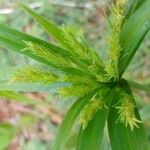 Cyperus meyenianus Virág