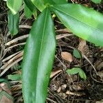 Garcinia intermedia Leaf