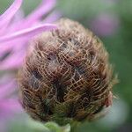 Centaurea decipiens Flor