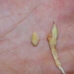 Raphia hookeri Flor