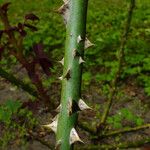 Rosa setigera Bark