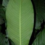 Dieffenbachia tonduzii Leaf