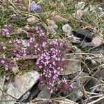 Thymus praecoxFlor