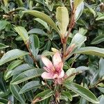 Magnolia figo Flor