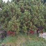 Pinus mugo 整株植物