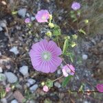 Malva punctata Kvet