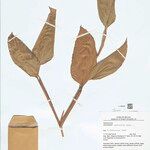 Ischnosiphon puberulus Hoja