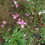 Gaura lindheimeriFiore