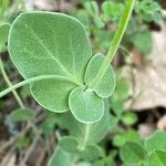 Coronilla scorpioides List