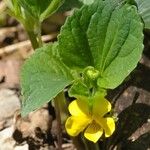 Viola rotundifolia 整株植物