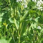 Parthenium integrifolium Kukka