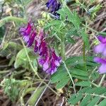 Vicia eriocarpa Blodyn