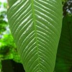 Anthurium cuspidatum Leaf