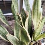 Sansevieria trifasciata laurentiiLeaf