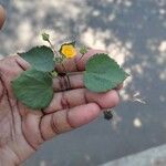 Sida cordata Frunză