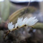 Bolusiella zenkeri Flor