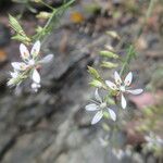 Micranthes petiolaris Flor