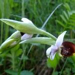 Ophrys fuciflora മറ്റ്