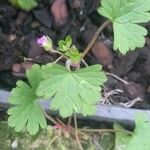 Geranium rotundifolium Folio