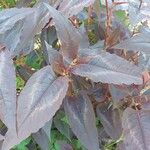 Persicaria microcephala Leaf