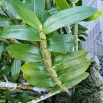 Dendrobium aberrans
