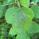 Geum laciniatum Hoja