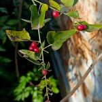 Cocculus carolinus Blad