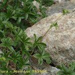 Alchemilla transiens Habit