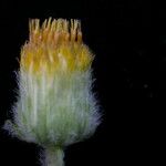 Blumea hieraciifolia Cvet