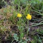 Ranunculus paludosus Habit