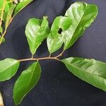 Cupania rufescens Other