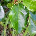 Tambourissa parvifolia Leaf