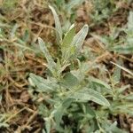 Atriplex oblongifolia Folha