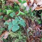 Oxalis montana Leaf