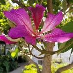 Bauhinia purpurea Blomst