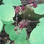 Aralia racemosa Fruit