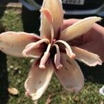 Ceiba erianthos Flower