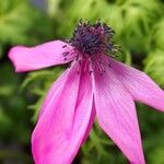 Anemone coronaria Kvet
