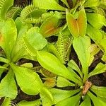 Dionaea muscipula Blad