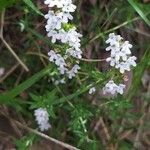 Thymus vulgaris花