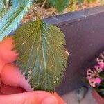 Campanula punctata Leaf