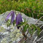 Clematis alpina Blad