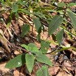 Teucrium scorodonia Habitatea