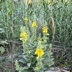 Verbascum densiflorum花