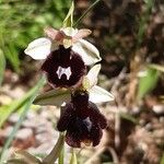 Ophrys bertolonii Flower